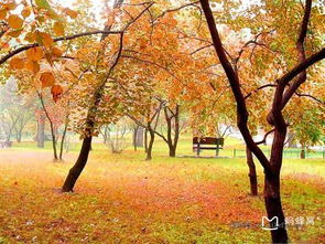 香山红叶历史悠久， 知名度较高