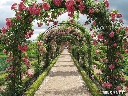 Brad Jalbert月季园的Select Roses品种特点大揭秘