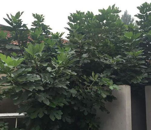 水苔生根，如何快速又有效