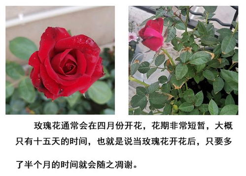 二、 花期：月季的四季开放，玫瑰的春日盛宴