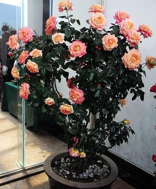 嫁接技巧大揭秘