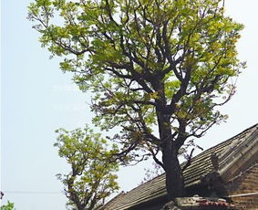 去年泉州那档子事