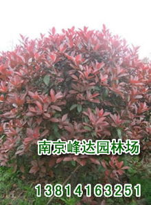 南京红叶石楠， 美的不仅仅是叶子