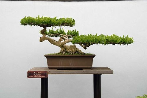 第三招：新手小贴士， 松树要的不是肥沃，而是呼吸