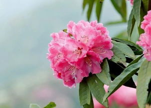 春日盛宴，百里杜鹃花海的魅力