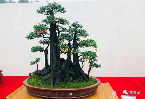 春季换盆Zui佳
