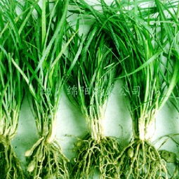 麦冬生长期的管理费用