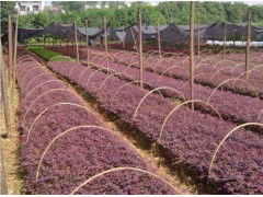 提高红花继木扦插存活率的小技巧