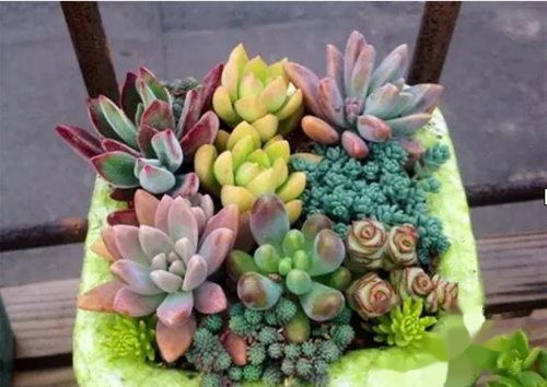 多肉植物：新手友好，但需谨慎选择