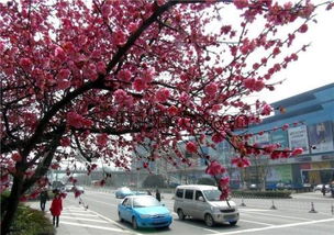 武汉的梅花：坚韧意志，蓬勃生命力