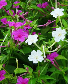 地雷花：一年生还是多年生？