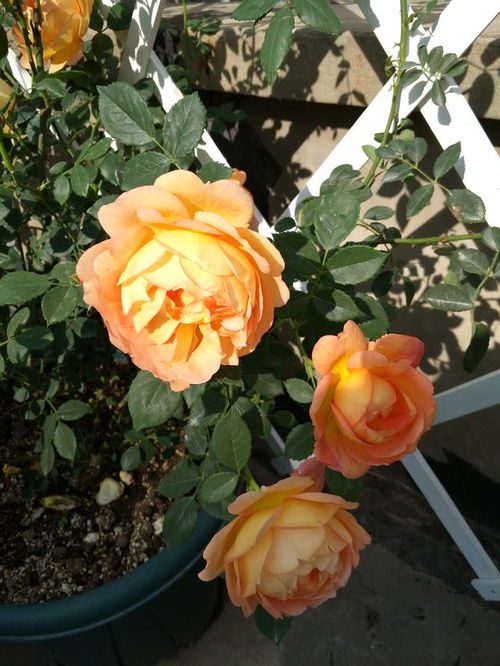 月季夏花为何丑丑的？