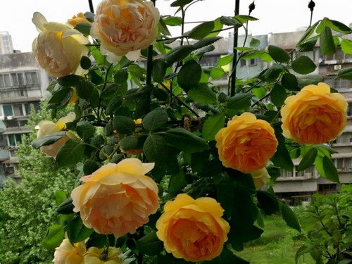 夏日浓香月季，花香醉人