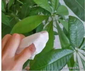 如何用湿布轻柔擦去植物叶片上的灰尘