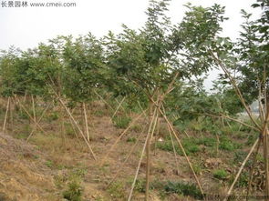 夏天 黄花风铃木的蜕变