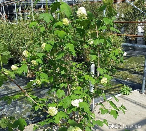 鸡冠花“双冠”易混淆？巧用关键词记忆法
