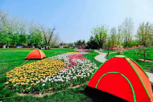 亚特兰大植物园：兰花爱好者的天堂