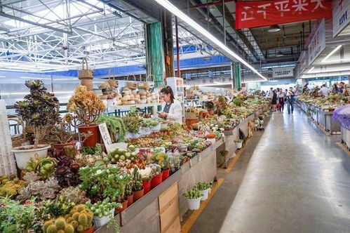 鲜切花市场：品种多样， 应有尽有