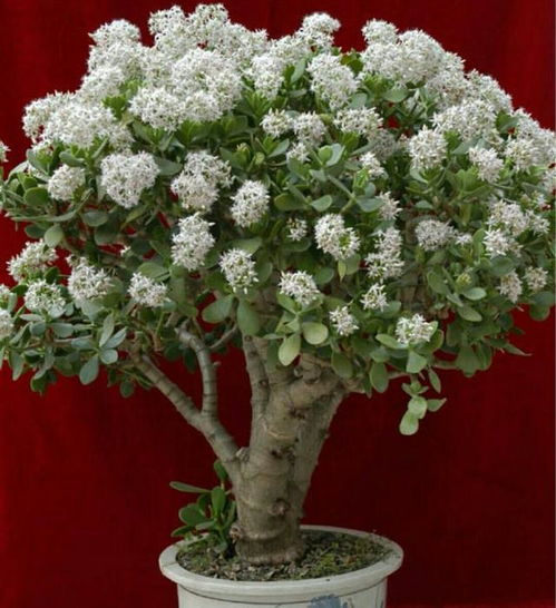 如何给鸭脚木修剪成完美的圆形造型？