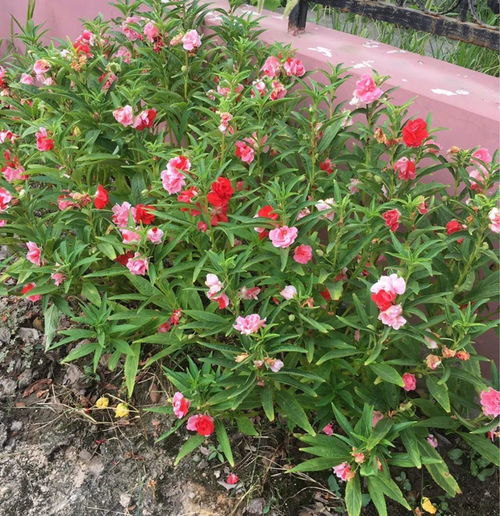 耐寒的北方小花