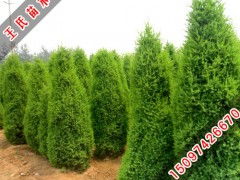 桧柏树种植时间与价格