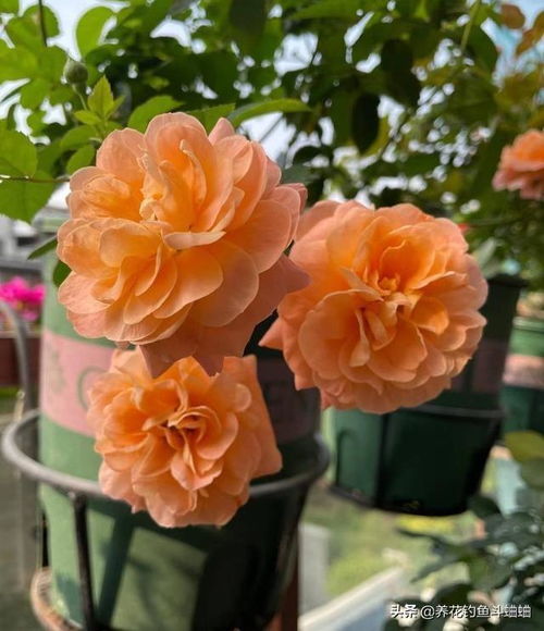 秋天 月季花的悠闲时光