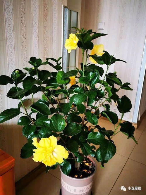 第三章：仙人掌，你值得拥有！