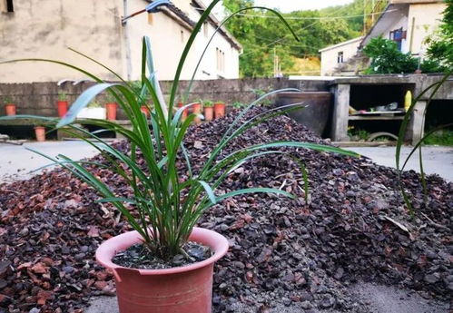 点殖与播种，各有各的好