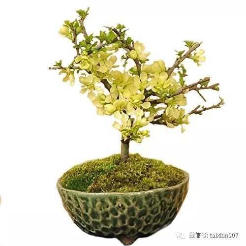 长寿梅修剪方法有哪些技巧，如何进行科学修剪以促进其生长和开花