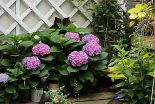 冬季防冻养护技巧