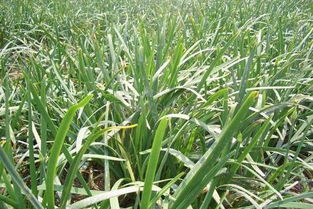 冬天寒冷的挑战