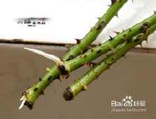 月季压条：神奇的繁殖方式