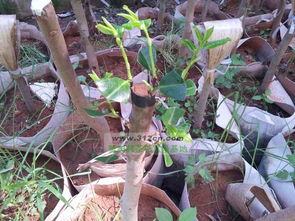 接穗选择与搭配