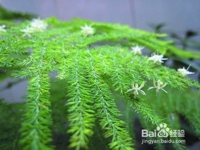 文竹比较喜欢散射光的环境，一定要注意遮光，忒别是夏季梗是如此，在室内养护只要放到光线明亮的地方养护就可依了如guo任由光照暴晒的话，就彳艮容易...