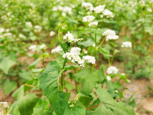 荞麦花的季节之谜