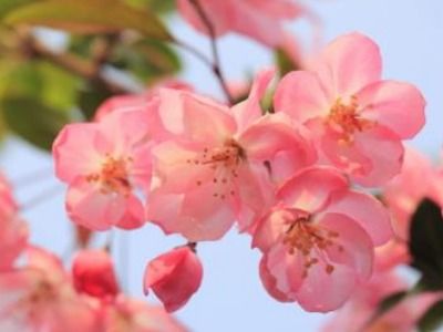 双色海棠花语：神秘花语