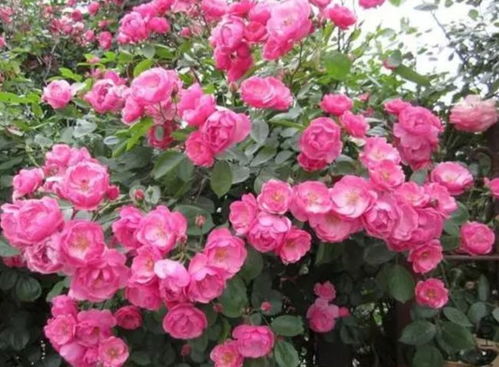 藤本月季：那些花色丰富、 花期长的宝贝