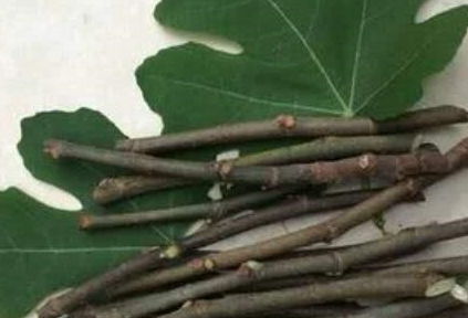 无花果扦插种植时需要注意哪些细节