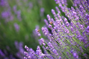 薰衣草花香引，开启心灵新旅·寻放松之花