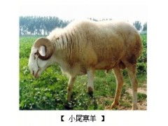 新疆小尾寒羊养殖成为致富新途径，助力乡村振兴