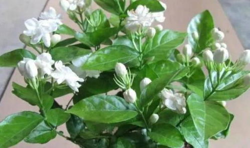“茉莉花叶萎垂，如何挽救