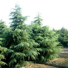 雪松， 不只是树木，梗是绿色的希望