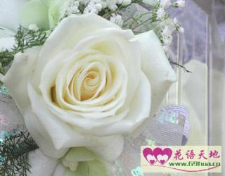 白玫瑰象征纯洁与尊敬，适合赠予纯洁无暇的亲朋好友