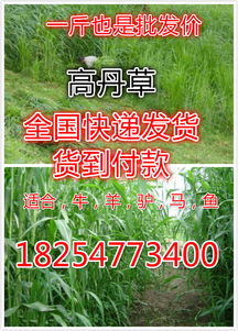 苜蓿：黑麦草的伴侣