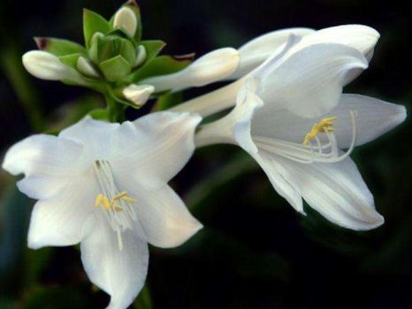 玉簪花的美丽花期