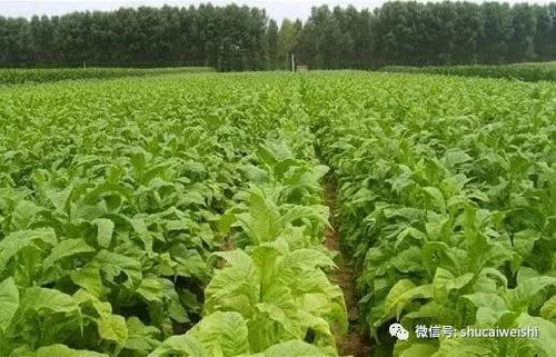 种植时间， 合理安排