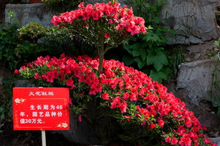 杜鹃花品种推荐，园艺选择指南！