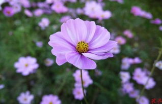 格桑花什么时候种最好？老花匠告诉你正确时间