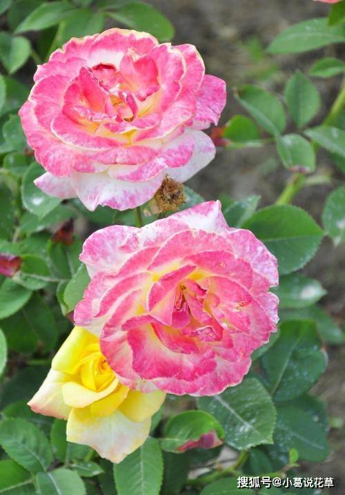 香云月季：古老的月季， 浓烈的茶香