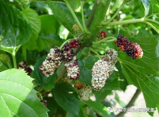 己唑醇在水稻上防治哪些病那个？